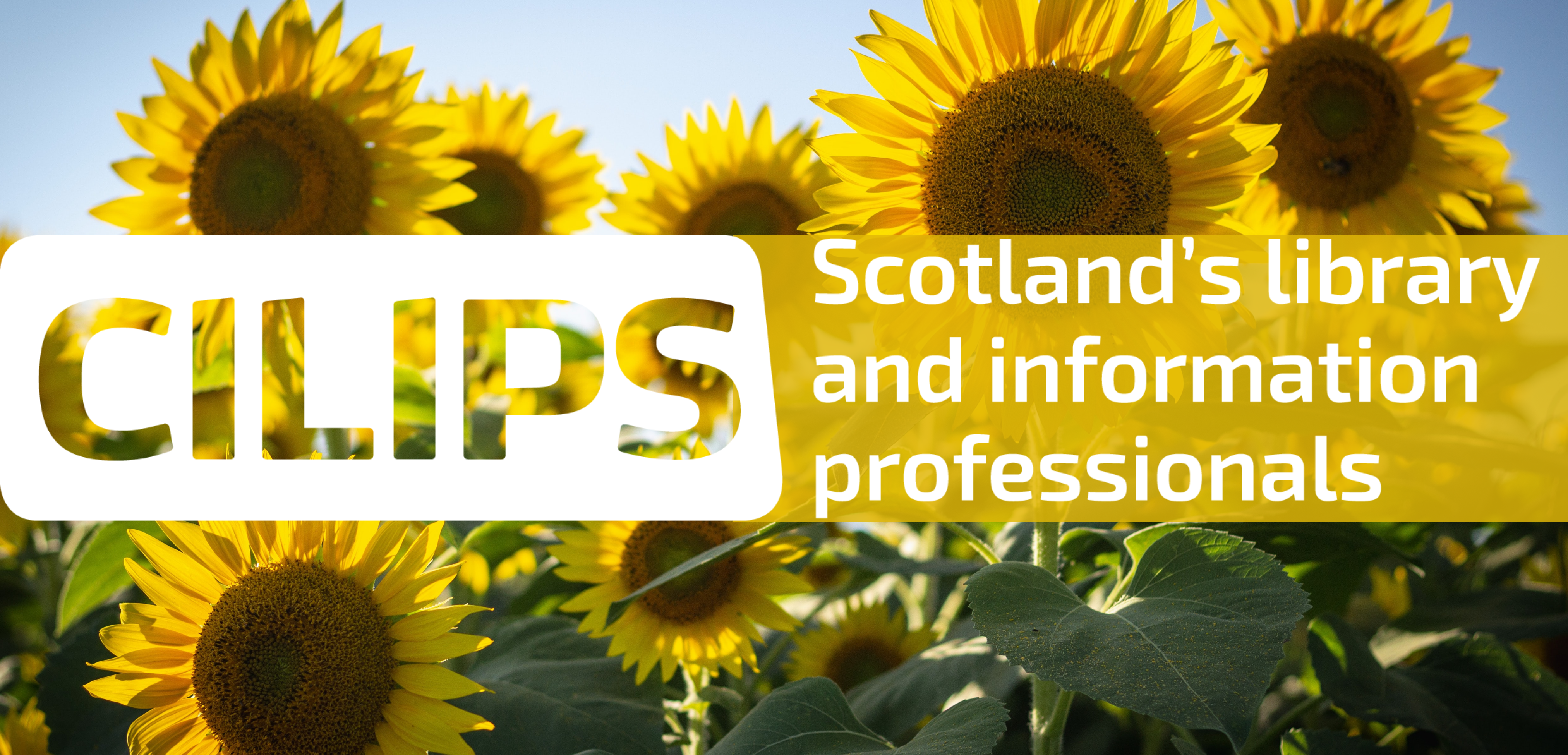 CILIPS Accessibility and Neurodiversity with white text on a yellow-green sunflower background.