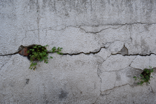 A wall with a crack in it where greenery is growing
